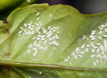 Weiße Fliege tritt häufiger bei Gewächshaus- und Zimmerpflanzen auf