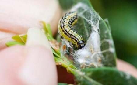 Weißer Belag auf dem Buchsbaum - Schädlinge erkennen und bekämpfen