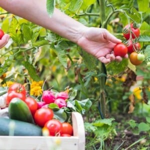 What are the companion plants that increase yield and repel tomato pests