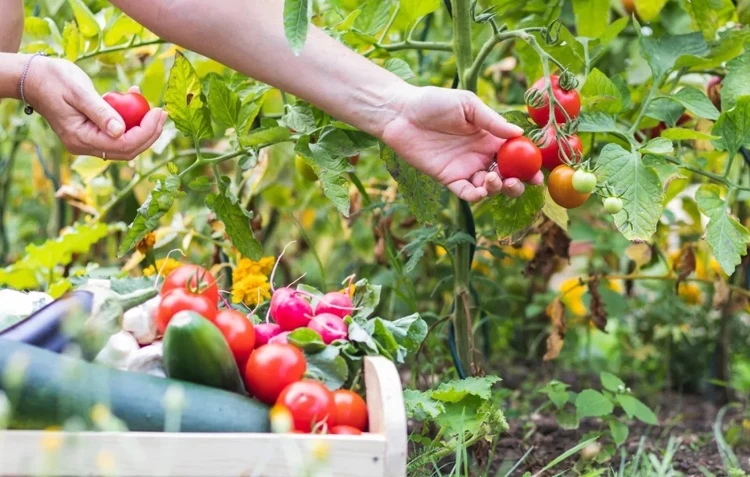 Welche Begleitpflanzen erhöhen Erträge und wehren Schädlinge von Tomaten ab