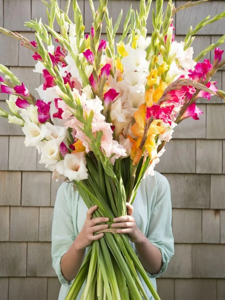 Welche Blumen zum Muttertag - ein Strauß Gladiolen ist eine ideale Wahl