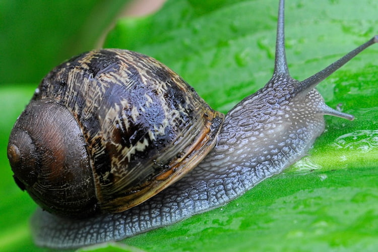 Welche Tiere Schnecken fressen, das lernen Sie von unserem Artikel