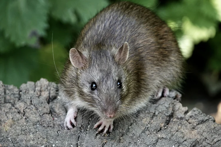 Welche Tiere fressen Schnecken - Ratten sind Schneckenfresser