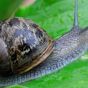 Welche Tiere Schnecken fressen, das lernen Sie von unserem Artikel