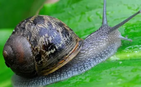 Welche Tiere Schnecken fressen, das lernen Sie von unserem Artikel