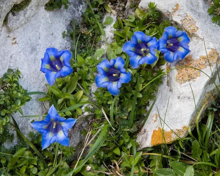 Wenn es um winterharte Steingartenpflanzen geht, ist Gentiana kaum zu schlagen