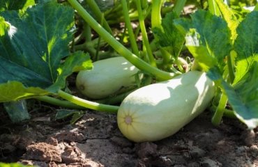 Wie Sie Zucchini pflanzen sollten - Tipp und Tricks