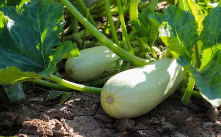 Wie Sie Zucchini pflanzen sollten - Tipp und Tricks