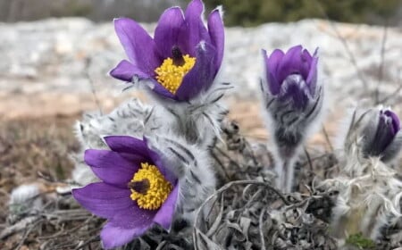 Winterharte Steingartenpflanzen mögen sonnige Standorten