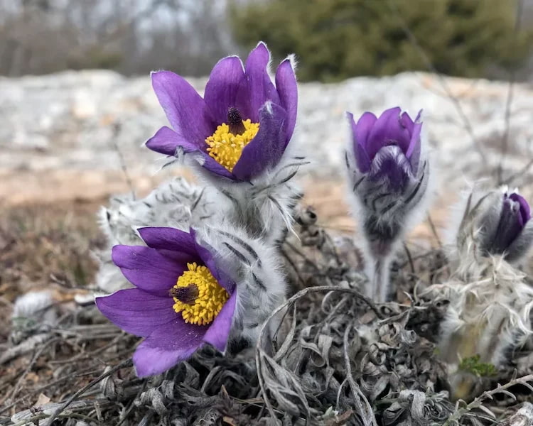 Winterharte Steingartenpflanzen mögen sonnige Standorten