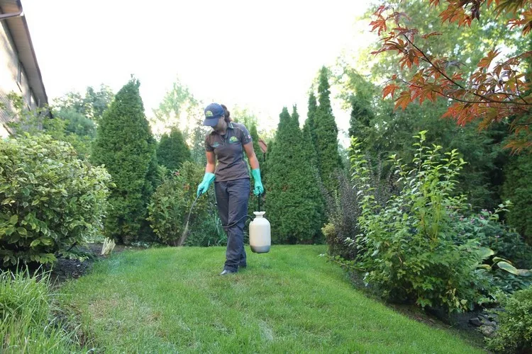 Fighting ticks in the garden by traditional methods