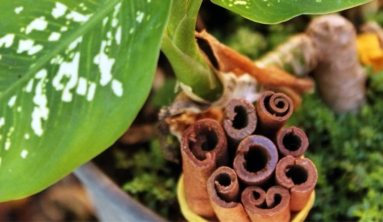 Cinnamon as a home remedy against pests and fungi