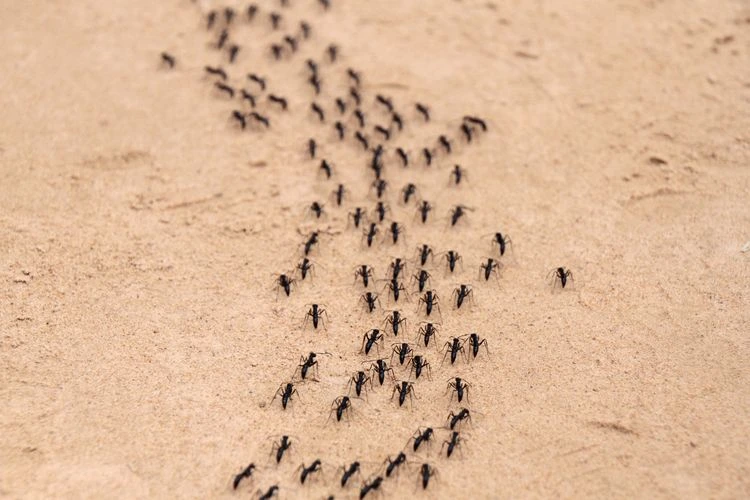 Zimt im Garten beseitigt erfolgreich Ameisen