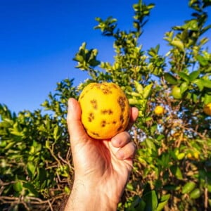 Zitronenbaum - Krankheiten sind leicht zu erkennen