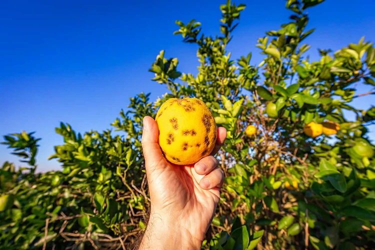 Zitronenbaum-Krankheiten sind leicht zu erkennen