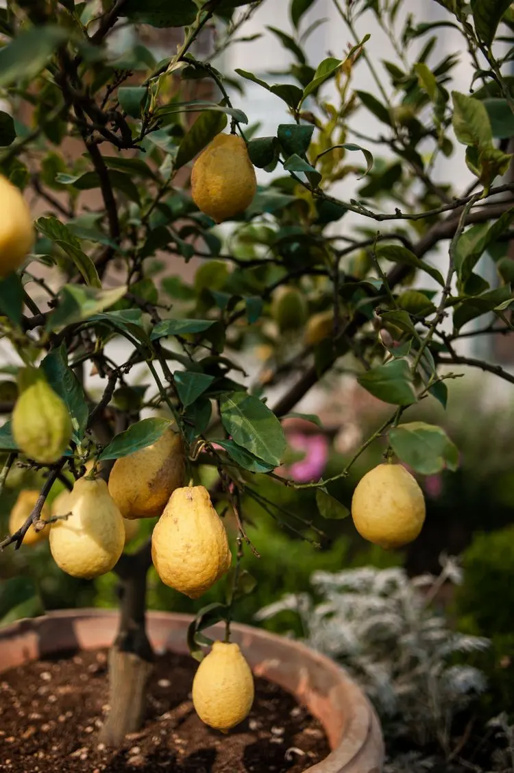 Zitronenbaum im Topf mag Sonne und passt perfekt zu Ihrem Balkon