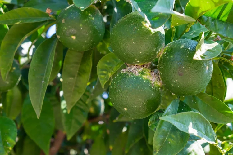 Zitronenschorf ist eine der bekanntesten Zitronenbaum-Krankheiten