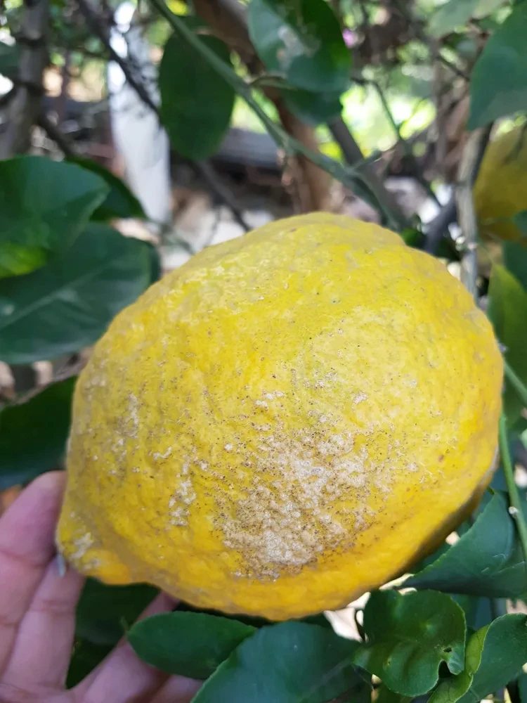Zitrusfruchtkrebs beschädigt die Früchte des Baums