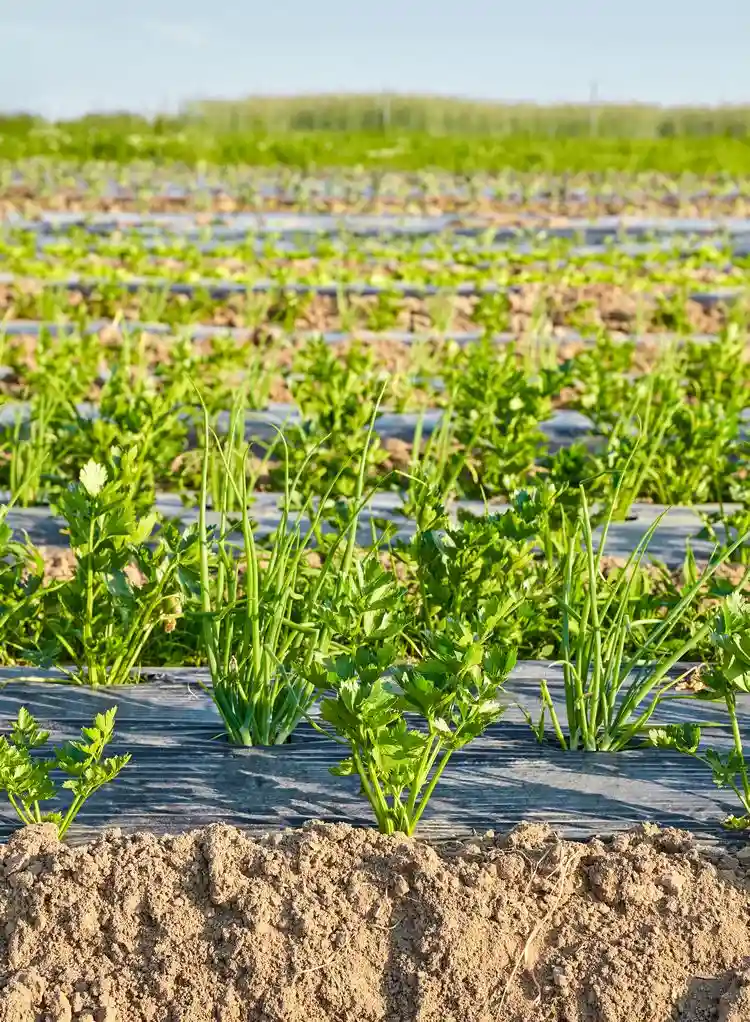 Zucchini-Pflanzen nicht zu früh anbauen - Boden mit schwarzer Mulchfolie erwärmen