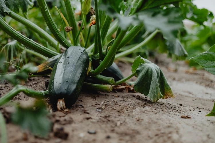 Zucchini pflanzen - einfach und schnell
