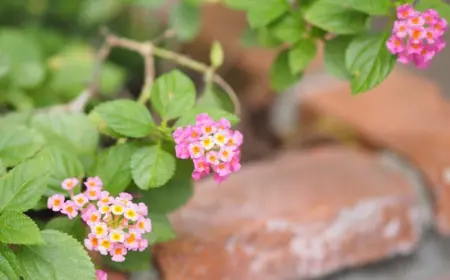 alte ziegel upcyceln und als material für beeteinfassung günstig verwenden