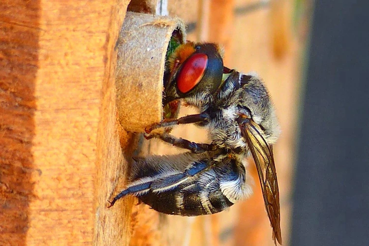 blattschneiderbiene nutzt ein von hausbesitzern gemachtes bienenhotel