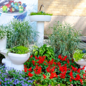 blühende pflanzen und blumen in einer toilettenschüssel im garten gedeihen lassen