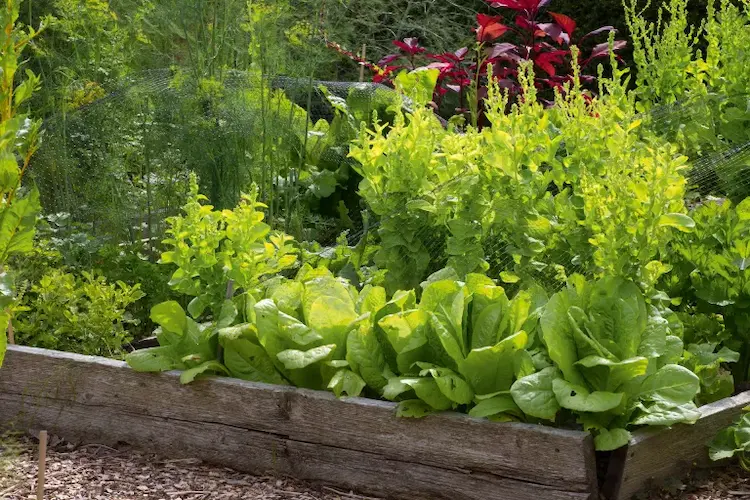 der anbau vom salatgemüse in beeten erfordert keine besondere pflanzenpflege