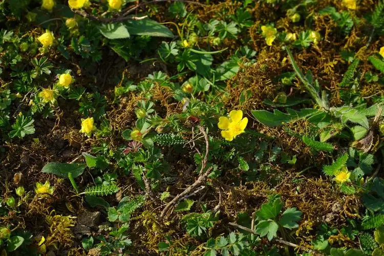 die Teppich-Golderdbeere trägt in den Monaten April und Mai goldgelbe Blüten