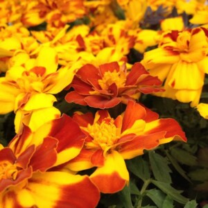 die gelben Ringelblumen erinnern an die warmen Sommermonate