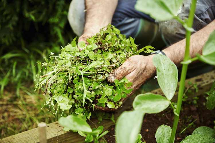 gärtner hält gezupftes unkraut im garten