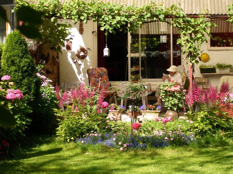 gedeihende stauden und blumen in einem garten während des sommers