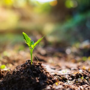 gesunde pflanzen anbauen und mithilfe von sonnenlicht und entwässerung den gartenboden verbessern