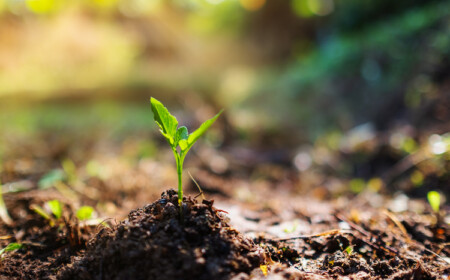 gesunde pflanzen anbauen und mithilfe von sonnenlicht und entwässerung den gartenboden verbessern