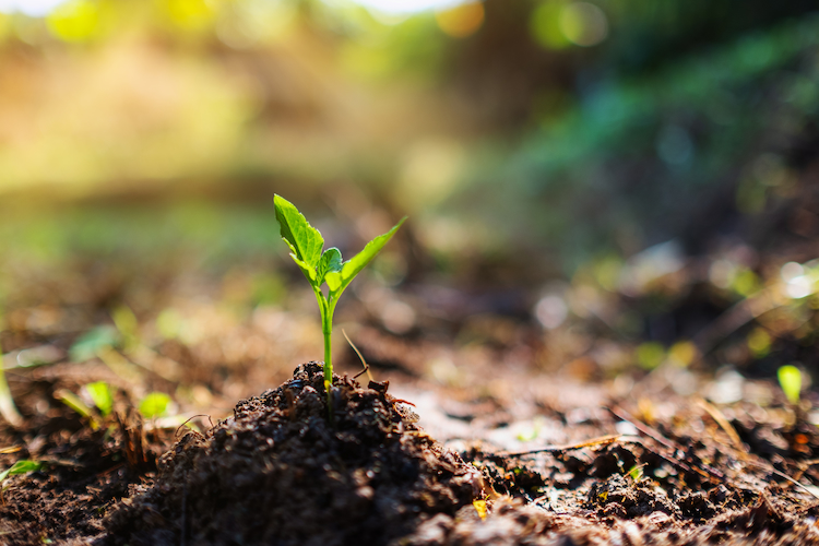 gesunde pflanzen anbauen und mithilfe von sonnenlicht und entwässerung den gartenboden verbessern