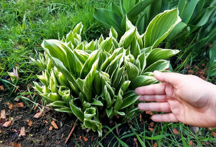 herzblattlilien als pflanzen für schatten und bepflanzung für jeden gartenbereich