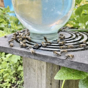 honigbienen tragen wasser zum bienenstock aus speziell dafür erstellter wasserstation