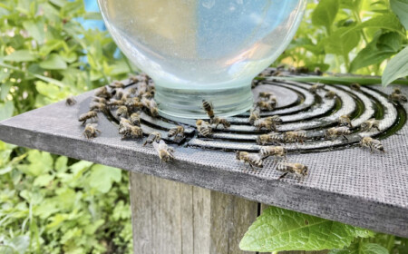 honigbienen tragen wasser zum bienenstock aus speziell dafür erstellter wasserstation