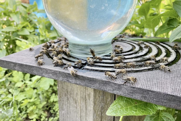 honigbienen tragen wasser zum bienenstock aus speziell dafür erstellter wasserstation