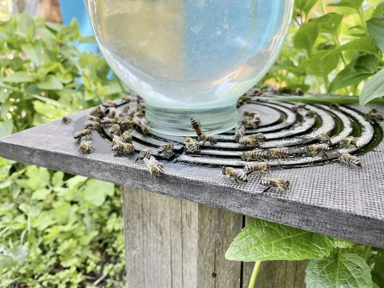 honigbienen tragen wasser zum bienenstock aus speziell dafür erstellter wasserstation