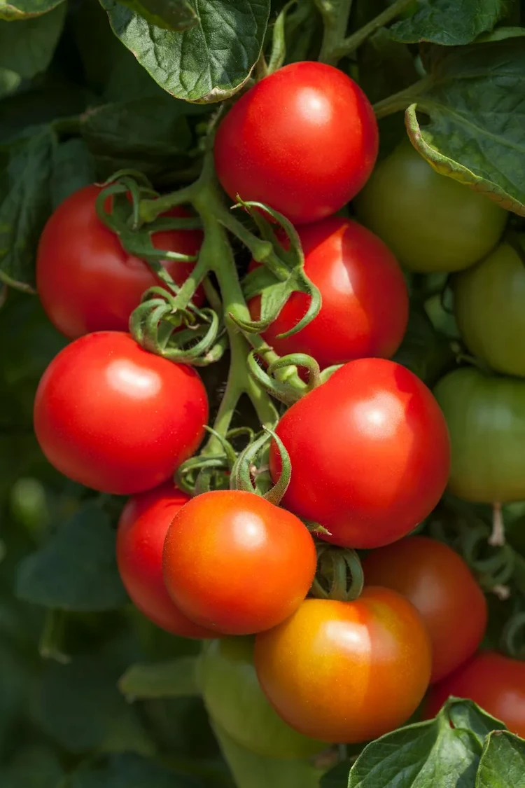 reife tomaten im sommer pflücken und in salaten oder für die zubereitung von pastasoßen verwenden
