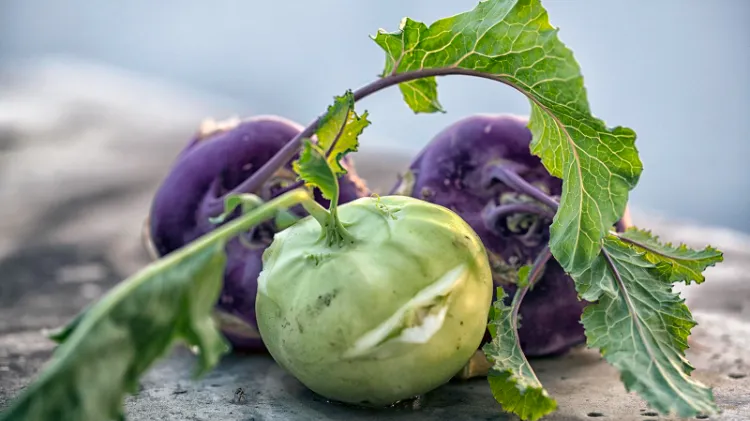 schädlinge an Kohlrabi pflanzen Gemüsegarten für Anfänger Tipps