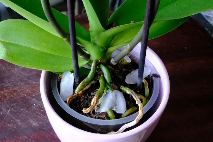 schlechte tipps und hacks aus dem internet befolgen und orchideen mit eiswürfel gießen