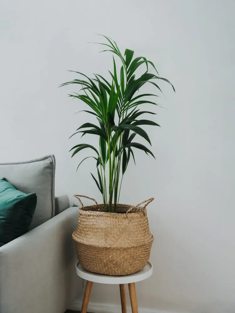 Non-toxic plants Kentia palm as a houseplant