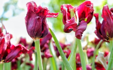 verblühte Tulpen abschneiden und ausgraben und übersommern