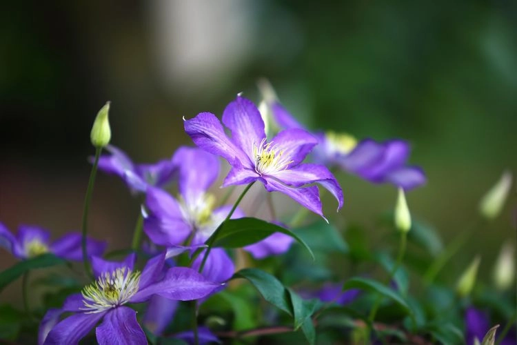 violette Clematis sind im Garten ein echter Augenschmaus