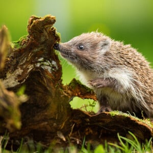 warum sich ein igel im garten gut oder schlecht auf das gedeihen von pflanzen auswirken kann