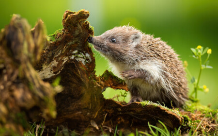 warum sich ein igel im garten gut oder schlecht auf das gedeihen von pflanzen auswirken kann