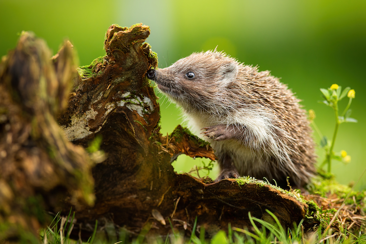 warum sich ein igel im garten gut oder schlecht auf das gedeihen von pflanzen auswirken kann