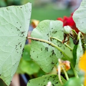 was sind Blattläuse Kaffeesatz im Garten verwenden